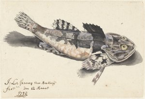 Seeskorpion von Johannes le Francq van Berkhey