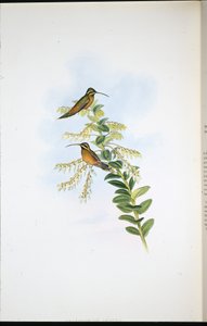 Amaura-Einsiedler (Phaethornis Amaura)