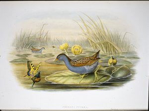 Zwergsumpfhuhn (Porzana Pygmaea) von John (after) Gould