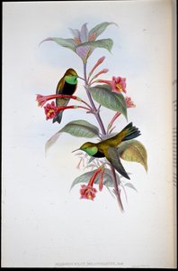 Schwarzbrust-Bergstern (Oreotrochilus Melanogaster) von John (after) Gould