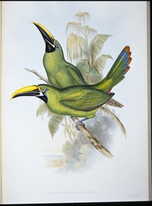 Schwarzkehl-Rillenschnabel-Tukan (Aulacoramphus Atrogularis)