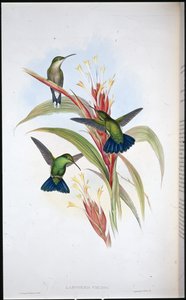 Blaugeschwänzter Mango-Kolibri (Lampornis Viridis) von John (after) Gould