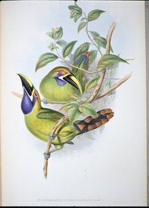 Blaukehl-Rillenschnabel-Tukan (Aulacoramphus Caeruleogularis)