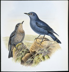 Blaustein-Drossel von John (after) Gould