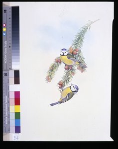 Blaumeise (Parus Caeruleus) von John (after) Gould
