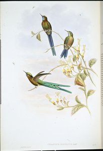 Bolivianischer Sylphe