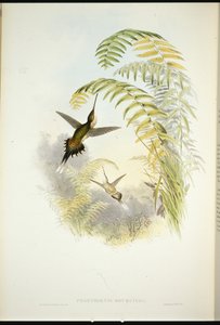 Bourciers Einsiedler (Phaethornis Bourcieri) von John (after) Gould