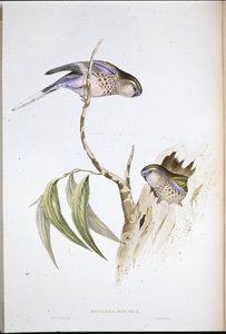 Bourkes Gras-Sittich von John (after) Gould