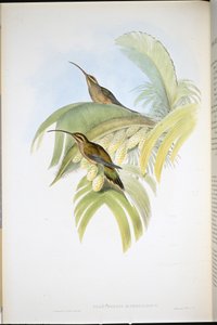 Cayenne-Einsiedler (Phaethornis Superciliosus) von John (after) Gould