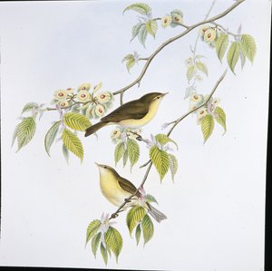 Zilpzalp (Phyllopneuste Rufa)
