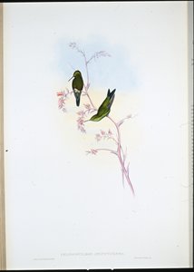 Kolumbianischer Smaragd (Chlorostilbon Angustipennis) von John (after) Gould