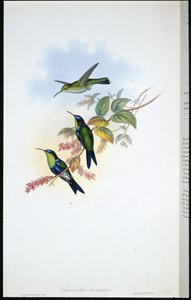 Kolumbianischer Panoplites / Kolumbianische Waldnymphe (Thalurania Colombica)