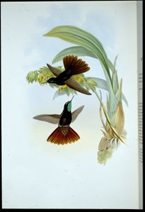 Kupferschwanz (Metallura Cupreicauda) von John (after) Gould