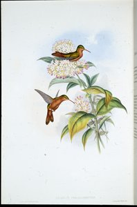 Korallschnabel-Amazilie (Amazilia Corallirostris) von John (after) Gould