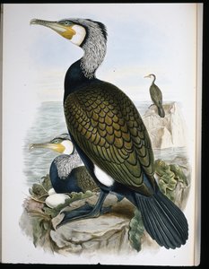 Kormoran (Phalacrocorax Carbo) von John (after) Gould