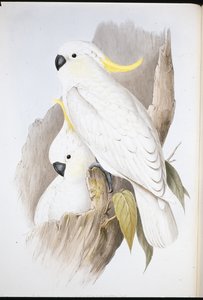 Hauben-Kakadu (Cacatua Galerita) von John (after) Gould
