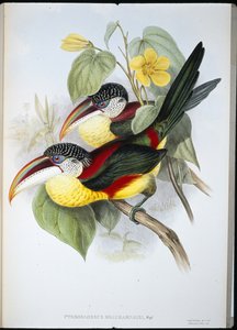 Lockenkamm-Aracari (Pteroglossus Beauharnaisi)