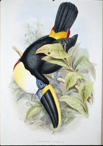 Cuviers Tukan (Ramphastos Cuvieri)