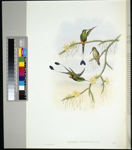 Ecuador-Rackenschwanz (spathura solstitialis) von John (after) Gould