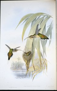 Eurynome-Einsiedler von John (after) Gould