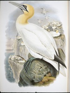 Basstölpel (Sula Bassana) von John (after) Gould
