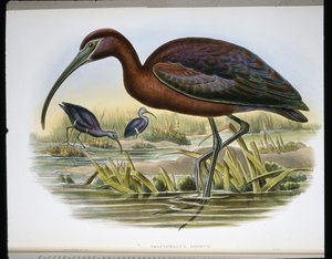 Glänzender Ibis von John (after) Gould