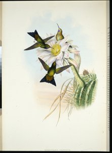 Glühender Puff-leg (Eriocnemis Vestitus) von John (after) Gould