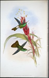 Goldschwanz-Plumeleteer von John (after) Gould