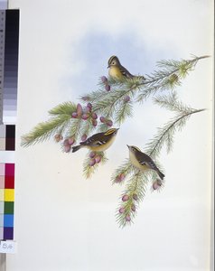 Goldhähnchen (Regulus Cristatus)
