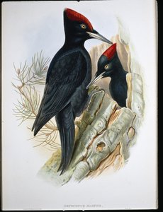 Schwarzspecht