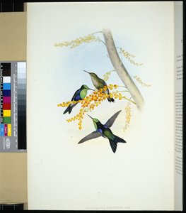 Grün-gekrönter Panoplites (thalurania verticeps) von John (after) Gould