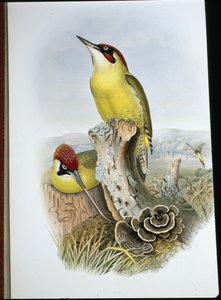 Grünspecht