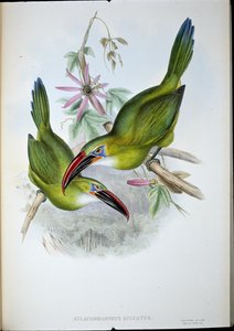 Rillenschnabel-Tukan von John (after) Gould