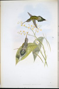 Haariger Einsiedler (Phaethornis Hispidus) von John (after) Gould