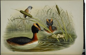 Ohrentaucher (Podiceps Auritus) von John (after) Gould