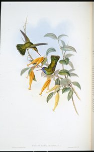 Humboldts Kolibri von John (after) Gould