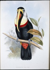 Inka-Tukan (Ramphastos Inica) von John (after) Gould