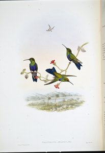 Jelskis Waldnymphe