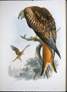 Rotmilan (Milvus Regalis) von John (after) Gould