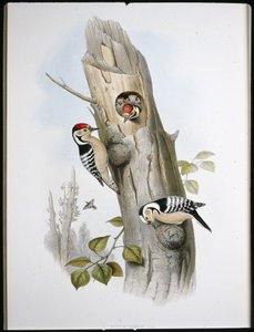 Kleinspecht