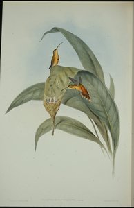 Kleiner Hermelin von John (after) Gould