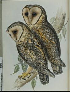 Maskierte Schleiereule