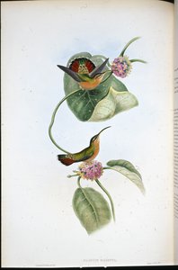 Mazeppa-Einsiedler (Glaucis Mazeppa) von John (after) Gould