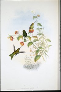 Metallischer Puffbein von John (after) Gould