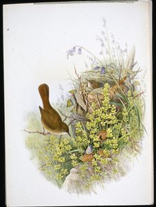 Nachtigall