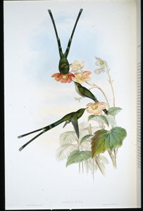 Nouna-koaliI (Lesbia Nuna)