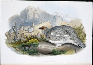 Schneehuhn (Herbstgefieder) von John (after) Gould