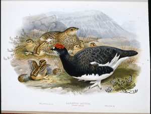 Alpenschneehuhn (Sommerkleid) (Lagopus Mutus) von John (after) Gould