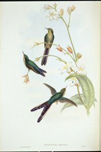 Purpurschwanz-Kolibri (Sparganura Glyceria)