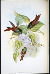 Regenbogen von John (after) Gould